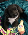 Wr Litter Bryant - ADOPTED 04.07.18