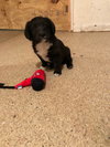Wr Litter Bryant - ADOPTED 04.07.18