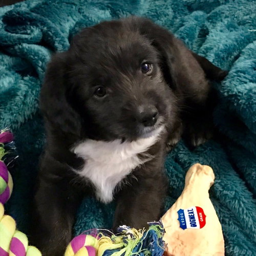 Wr Litter Bryant - ADOPTED 04.07.18