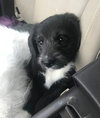 Wr Litter Bryant - ADOPTED 04.07.18