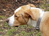 Tommy (BC) - ADOPTED 12.28.18