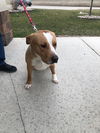 Tommy (BC) - ADOPTED 12.28.18