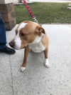 Tommy (BC) - ADOPTED 12.28.18