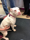 Pinky - ADOPTED 05.23.18