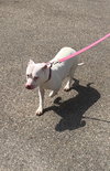 Pinky - ADOPTED 05.23.18