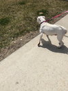 Pinky - ADOPTED 05.23.18