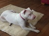 Pinky - ADOPTED 05.23.18