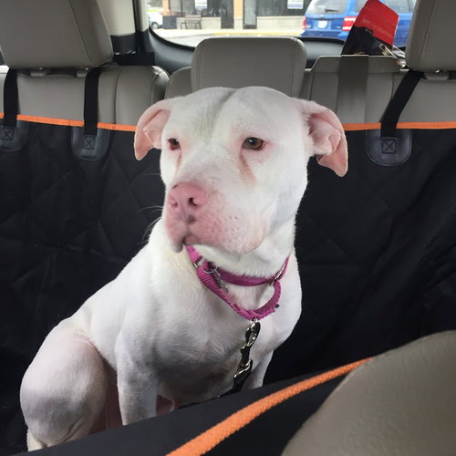 Pinky - ADOPTED 05.23.18
