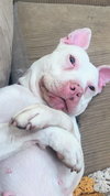 Pinky - ADOPTED 05.23.18