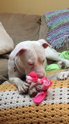 Pinky - ADOPTED 05.23.18