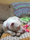Pinky - ADOPTED 05.23.18