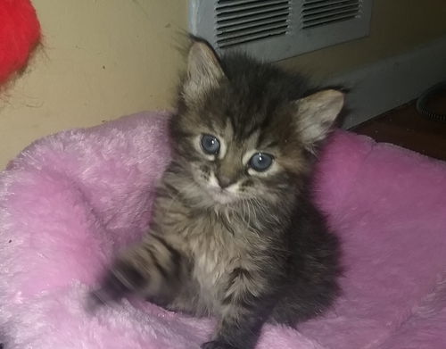 Gc Litter Twiggy - ADOPTED 05.24.18