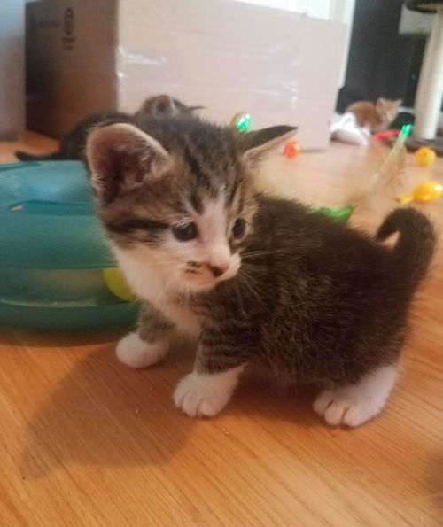 Hc Litter Petoskey - ADOPTED 06.08.18