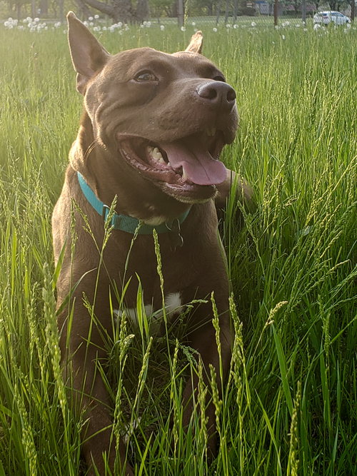 Apollo - ADOPTED 08.09.18