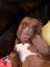 Apollo - ADOPTED 08.09.18