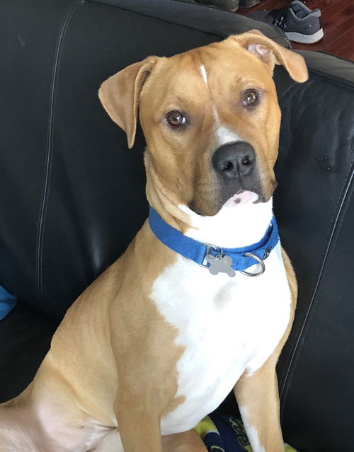Fenris - ADOPTED 06.09.18
