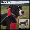 Rocko - ADOPTED 05.12.20