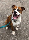 Perseus - ADOPTED 01.05.20