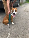 Perseus - ADOPTED 01.05.20