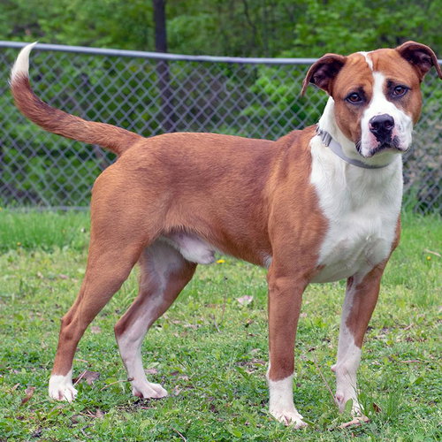Perseus - ADOPTED 01.05.20