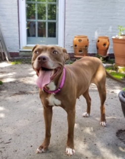 Rose - ADOPTED 07.28.18