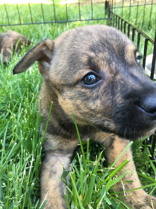 As Litter Lula - ADOPTED 06.27.18