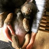 As Litter Lula - ADOPTED 06.27.18