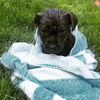 As Litter Kermit - ADOPTED 08.14.18