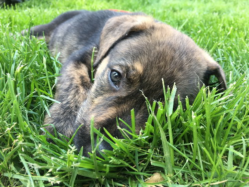 As Litter Cain - ADOPTED 06.24.18