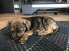 As Litter Cain - ADOPTED 06.24.18