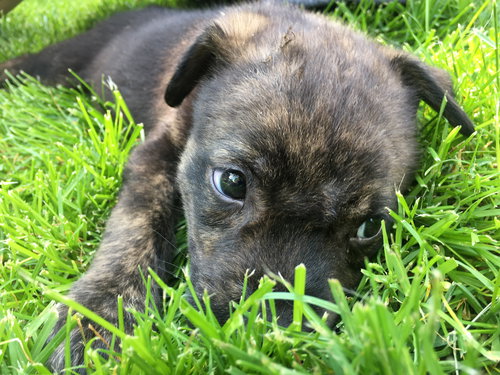 As Litter Stella - ADOPTED 06.23.18