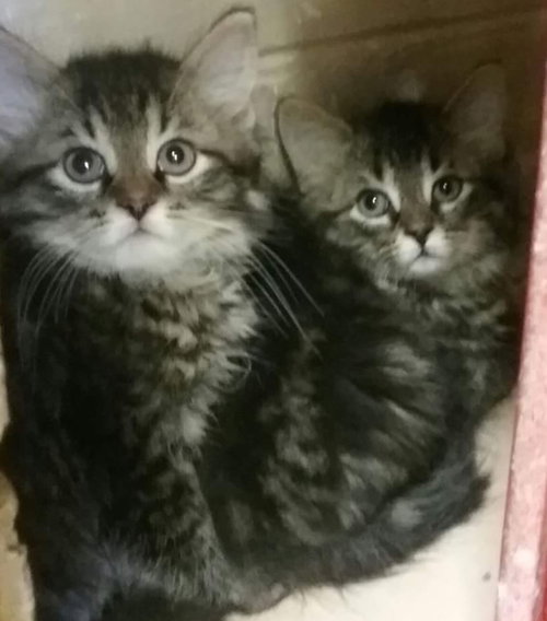 Mc Litter Calvin - ADOPTED 06.30.18