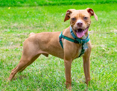 Starlord - ADOPTED 09.02.18