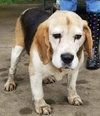 Seamus - ADOPTED 04.20.19