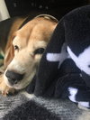 Seamus - ADOPTED 04.20.19