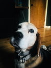 Seamus - ADOPTED 04.20.19