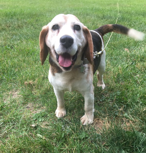 Seamus - ADOPTED 04.20.19