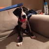 Severide -  ADOPTED 07.06.18