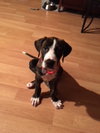 Severide -  ADOPTED 07.06.18