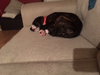 Severide -  ADOPTED 07.06.18
