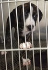 Severide -  ADOPTED 07.06.18