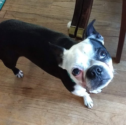 Boday - ADOPTED 07.08.18
