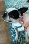 Boday - ADOPTED 07.08.18