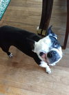 Boday - ADOPTED 07.08.18
