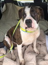 Poseidon (BC) - ADOPTED 07.28.18