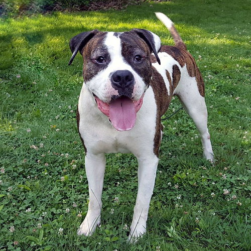 Poseidon (BC) - ADOPTED 07.28.18