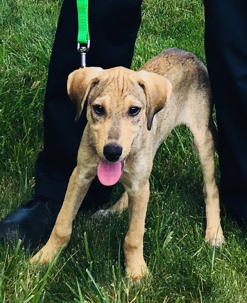 Bs Litter - Penelope - ADOPTED 07.09.18