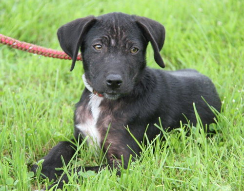 Bs Litter - Derrick - ADOPTED 07.14.18