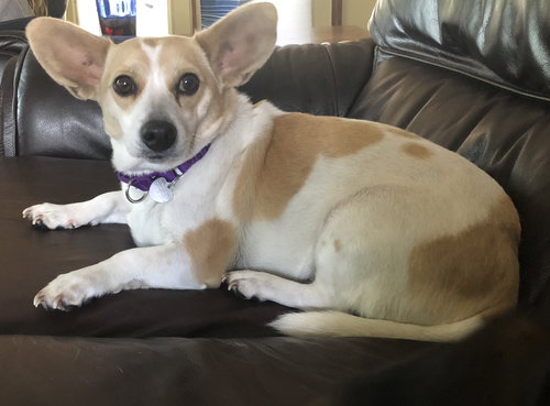Maude - ADOPTED 08.01.18