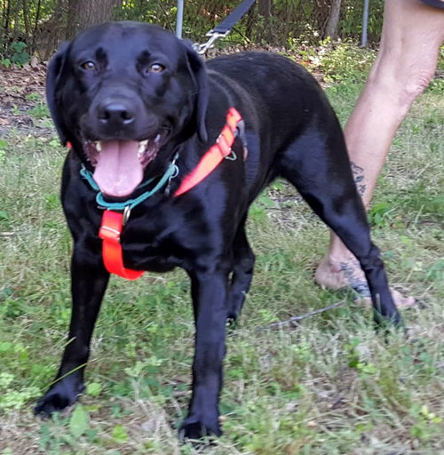 Sophie (BC) - ADOPTED 08.02.18